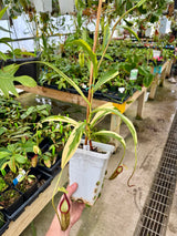 Nepenthes singalana VARIEGATED *XL SPECIMEN*