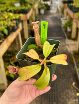 Nepenthes (veitchii x lowii) x (burbidgeae x edwardsiana) BE-3980 *SPECIMENS*