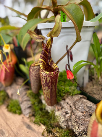 Nepenthes mollis (hurrelliana) BE-3921
