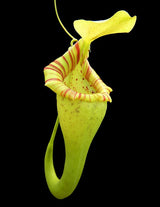 Nepenthes ovata BE-3919