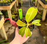 Nepenthes (veitchii x lowii) x (burbidgeae x edwardsiana) BE-3980 *SPECIMENS*