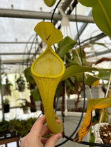 Nepenthes chaniana BE-3673