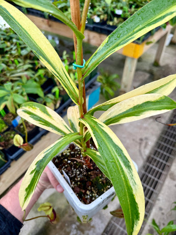 Nepenthes singalana VARIEGATED *XL SPECIMEN*