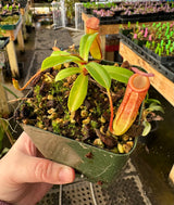 Nepenthes ventricosa x dubia BE-3742