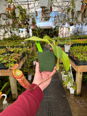 Nepenthes boschiana x mira BE-3675 *SPECIMENS*