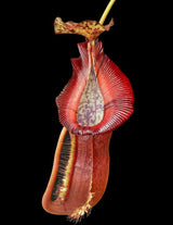Nepenthes singalana x (burbidgeae x edwardsiana) BE-3984