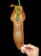 Nepenthes singalana x (burbidgeae x edwardsiana) BE-3984