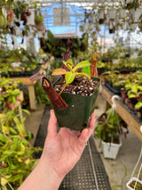Nepenthes ramispina x robcantleyi BE-3939