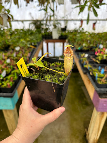 Nepenthes ovata BE-3919