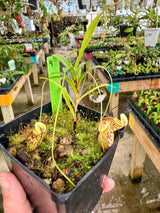 Nepenthes glabrata BE-4622 *SPECIMENS* (Special mix of rooted cuttings)