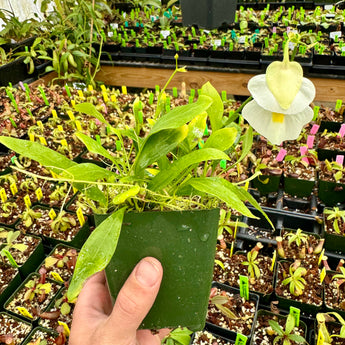 Utricularia alpina
