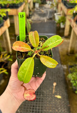 Nepenthes (veitchii x lowii) x (burbidgeae x edwardsiana) BE-3980 *SPECIMENS*