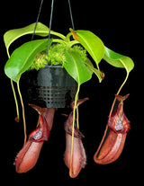 Nepenthes robcantleyi x (burbidgeae x edwardsiana) BE-4023