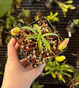 Nepenthes ventricosa (Madja-as) BE-3278