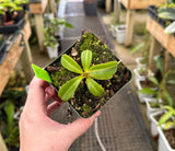 Nepenthes robcantleyi x jacquelineae BE-4028