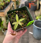 Nepenthes tentaculata BE-3870 (G. Tambusisi)