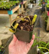 Nepenthes maxima (Dark red/purple wavy-leaf form) BE-3907