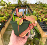 Nepenthes boschiana (EP) x veitchii (Bario striped CK) *SEED-GROWN*