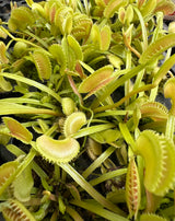 Dionaea muscipula ‘Dente’