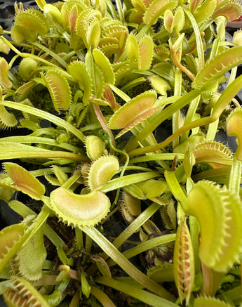 Dionaea muscipula ‘Dente’