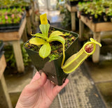 Nepenthes spathulata BE-3175 *CONFIRMED FEMALE*