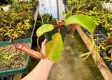 Nepenthes boschiana (EP) x veitchii (Bario striped CK) *SEED-GROWN*