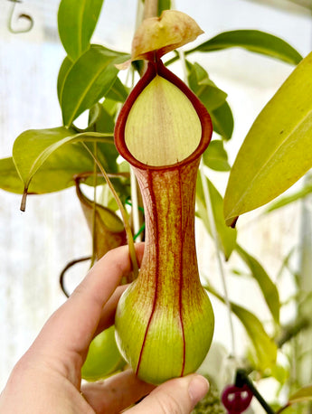 Nepenthes graciliflora *ROOTED CUTTINGS*