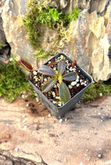 Nepenthes mollis (hurrelliana) BE-3921