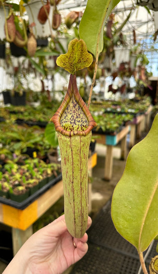 Nepenthes maxima x truncata *PRE clone A* *ROOTED CUTTINGS*