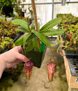 Nepenthes (hamata x glabrata) x tenuis BE-3985 *SPECIMEN*
