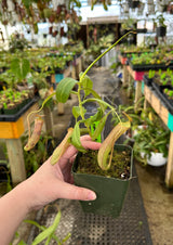 Nepenthes ramispina x ventricosa *ROOTED CUTTING*