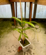 Nepenthes ventricosa (WG) *CONFIRMED FEMALE* *Rooted Cuttings*