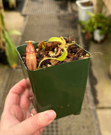 Nepenthes ovata BE-3919