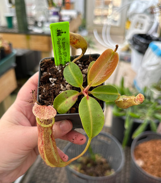Nepenthes boschiana (EP) x veitchii (Bario striped CK) *SEED-GROWN*