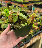 Nepenthes ampullaria x (veitchii x lowii) BE-4027