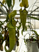 Nepenthes x Fairyland (Leilani Nursery) *ROOTED CUTTINGS*