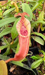 Nepenthes veithcii BE-4033 *SPECIMEN*
