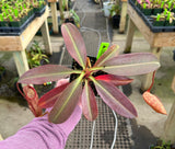 Nepenthes peltata x sumadera BE-4024