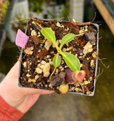 Nepenthes spathulata x lowii BE-4517