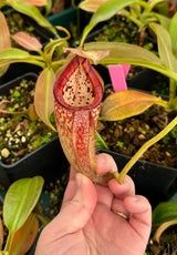 Nepenthes burbidgeae x (maxima x talangensis) BE-3764