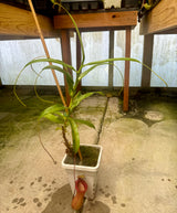 Nepenthes ventricosa (WG) *CONFIRMED FEMALE* *Rooted Cuttings*