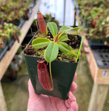 Nepenthes robcantleyi x jacquelineae BE-4028