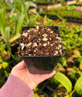 Pot of Nepenthes mix