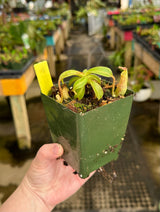Nepenthes maxima BE-3735