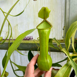 Nepenthes graciliflora *ROOTED CUTTINGS*
