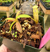 Nepenthes ovata BE-3919
