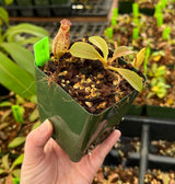 Nepenthes robcantleyi x (aristolochoides x spectabilis) BE-3966