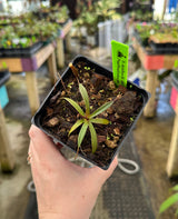 Nepenthes densiflora (G. Leuser) BE-3837