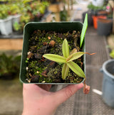 Nepenthes tentaculata BE-3870 (G. Tambusisi)