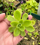 Pinguicula agnata